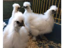 Saul and Saffron the Silkies